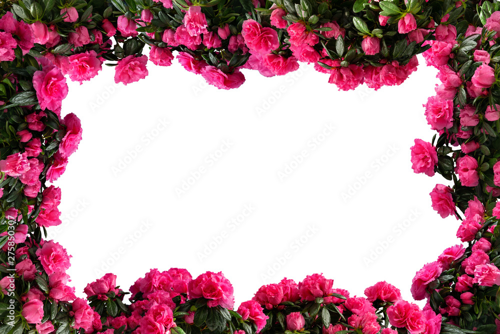 Frame made of pink potted azaleas (Azalea indica) isolated on white background. Side view. Frame made of pink potted azaleas (Azalea indica) isolated on white background. Side view.