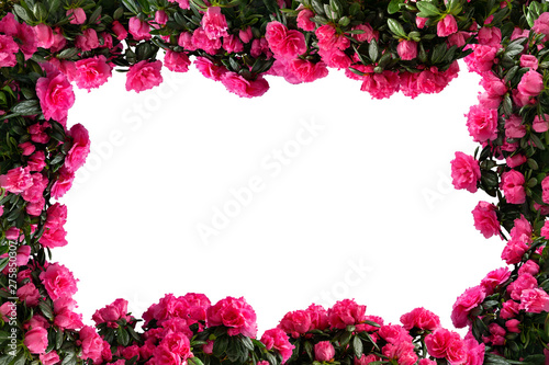 Frame made of pink potted azaleas (Azalea indica) isolated on white background. Side view. © ysuel