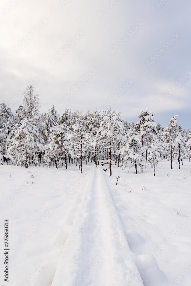 Fototapeta premium Nature trail covered with snow on a freezing winter day in Kangari in Latvia