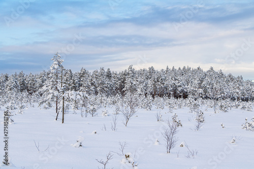 Trees covered with snow on a freezing winter day in Kangari nature trail in Latvia