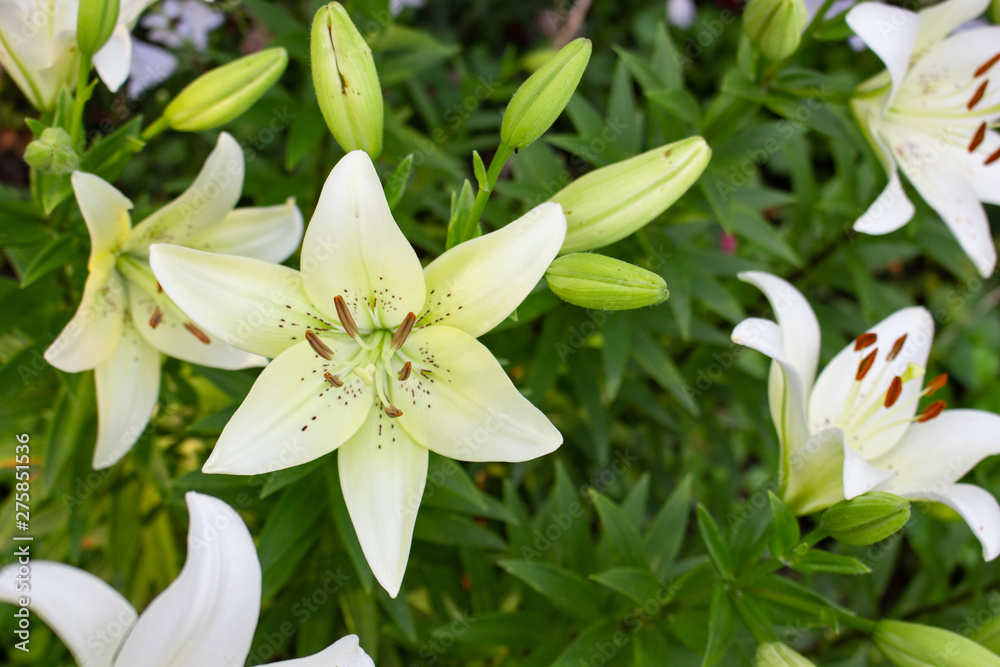 Fototapeta premium Beautiful white lily flower blossom in the garden