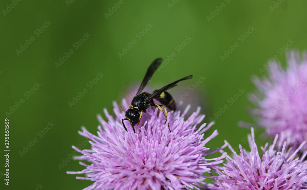 Doros profuges, a Palearctic species of hoverfly Doros profuges, a Palearctic species of hoverfly
