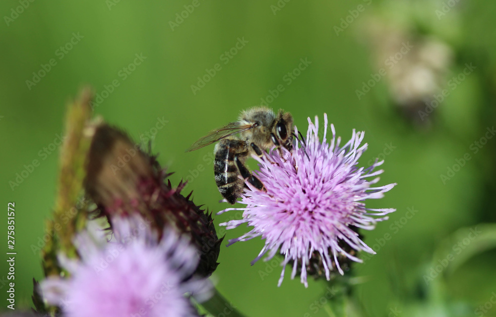 western honey bee or European honey bee (Apis mellifera), on flower collecting nectar western honey bee or European honey bee (Apis mellifera), on flower collecting nectar