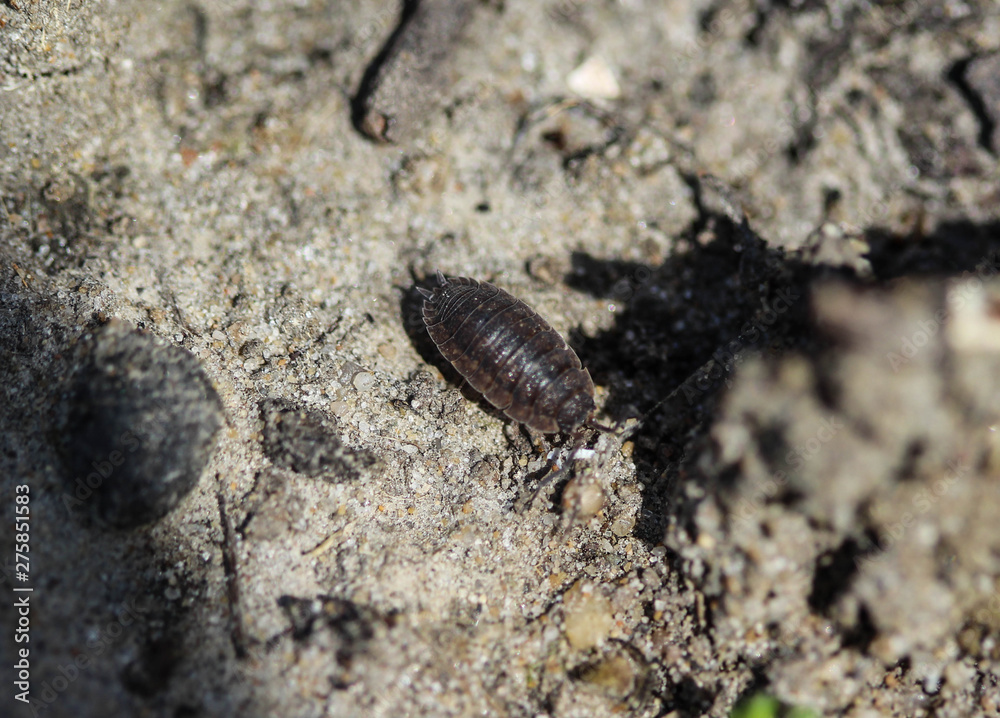 Porcellio scaber otherwise known as the common rough woodlouse or simply rough woodlouse Porcellio scaber otherwise known as the common rough woodlouse or simply rough woodlouse