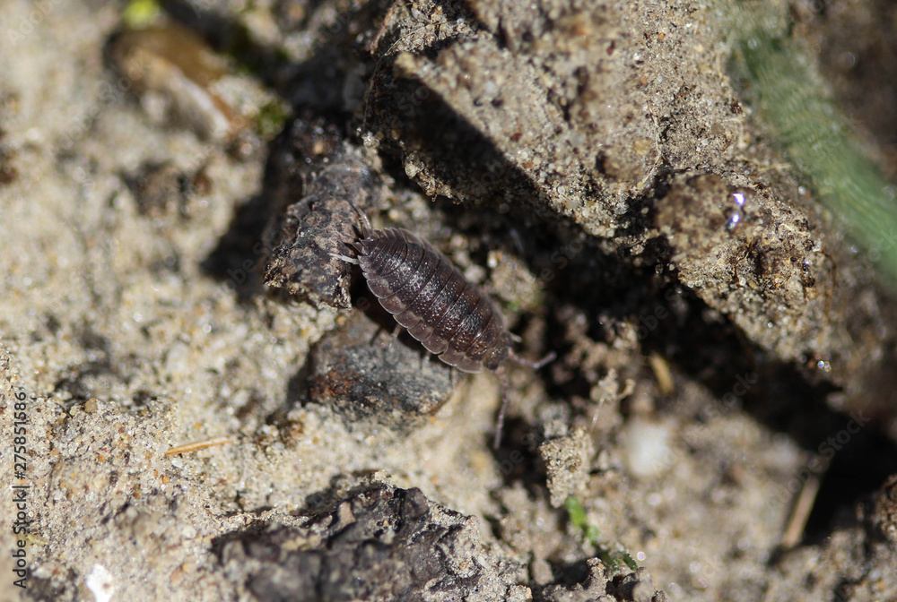 Porcellio scaber otherwise known as the common rough woodlouse or simply rough woodlouse Porcellio scaber otherwise known as the common rough woodlouse or simply rough woodlouse