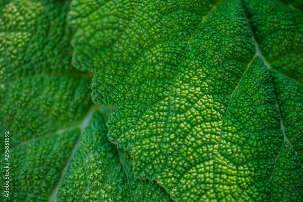fleshy leaves burdock macro photo for background. fleshy leaves burdock macro photo for background.