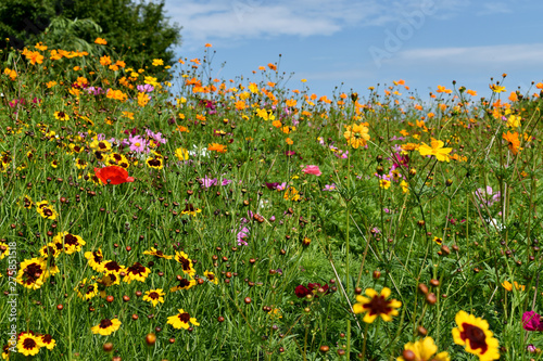 Red Poppy in Field of Wildflowers