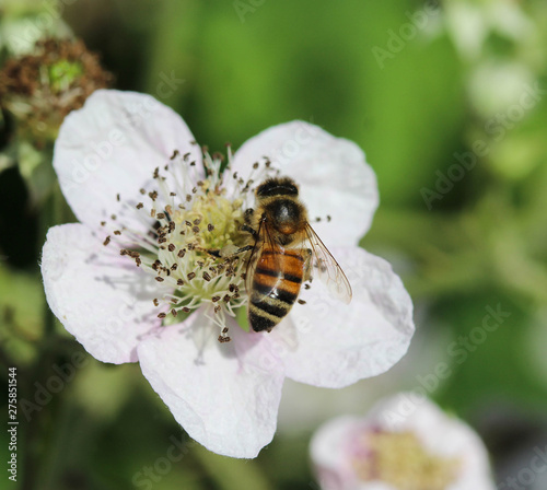 Foto western honey bee or European honey bee (Apis mellifera), on flower collecting n