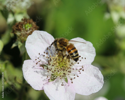 western honey bee or European honey bee (Apis mellifera), on flower collecting nectar © Michael Meijer