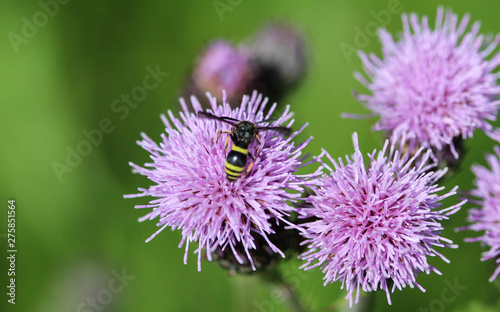 Doros profuges, a Palearctic species of hoverfly photo