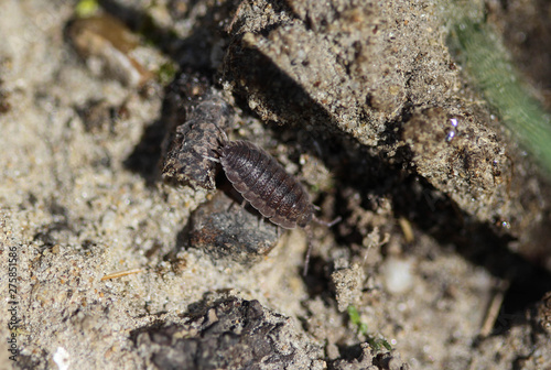 Porcellio scaber otherwise known as the common rough woodlouse or simply rough woodlouse