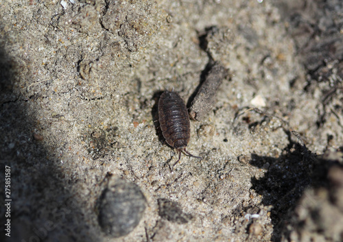 Porcellio scaber otherwise known as the common rough woodlouse or simply rough woodlouse