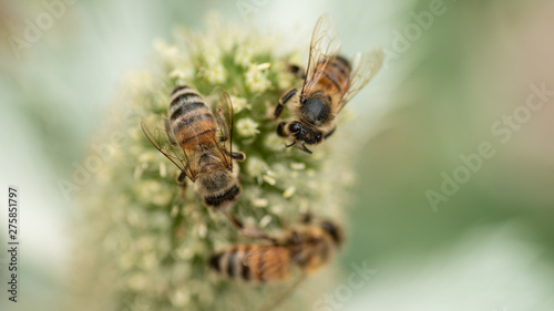 Wildbienen beim Nektarsammeln