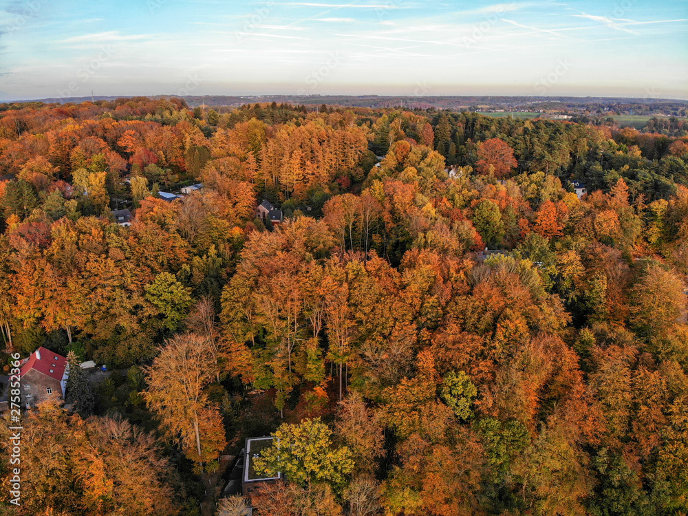 Beautiful orange and red autumn forest, many trees on the orange hills with villas. Belgium, Walloon Brabant. 
