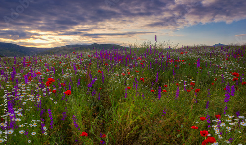 A field of daisies  poppies and mountain lavender high in the mountains