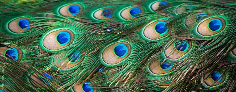 Fototapeta premium Close-up of peacock eyespot feathers.