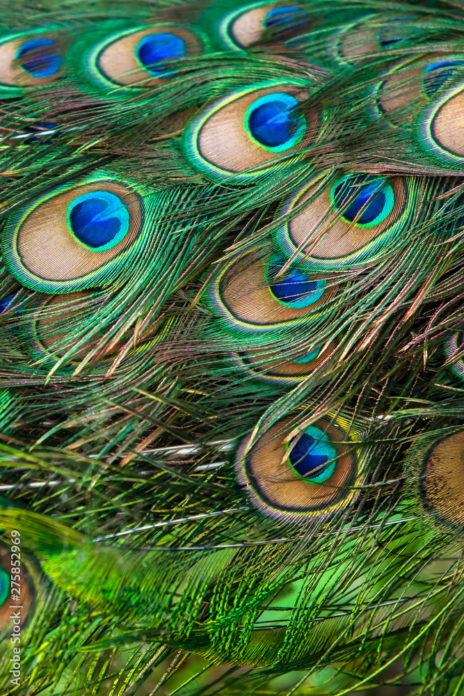 Obraz premium Close-up of Peacock feathers eyespot.