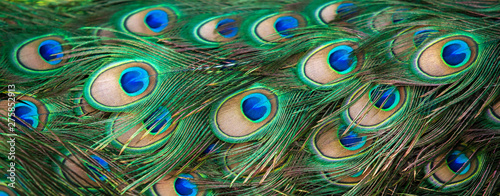 Close-up of peacock eyespot...