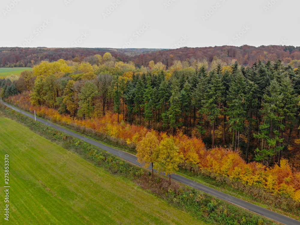 Aerial view of forest with small road during autumn season and colors in the countryside of Walloon Brabant. Belgium