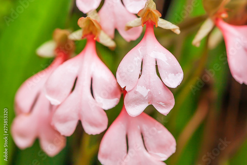 Magical Habenaria rhodocheila Hance flower with rain drops.