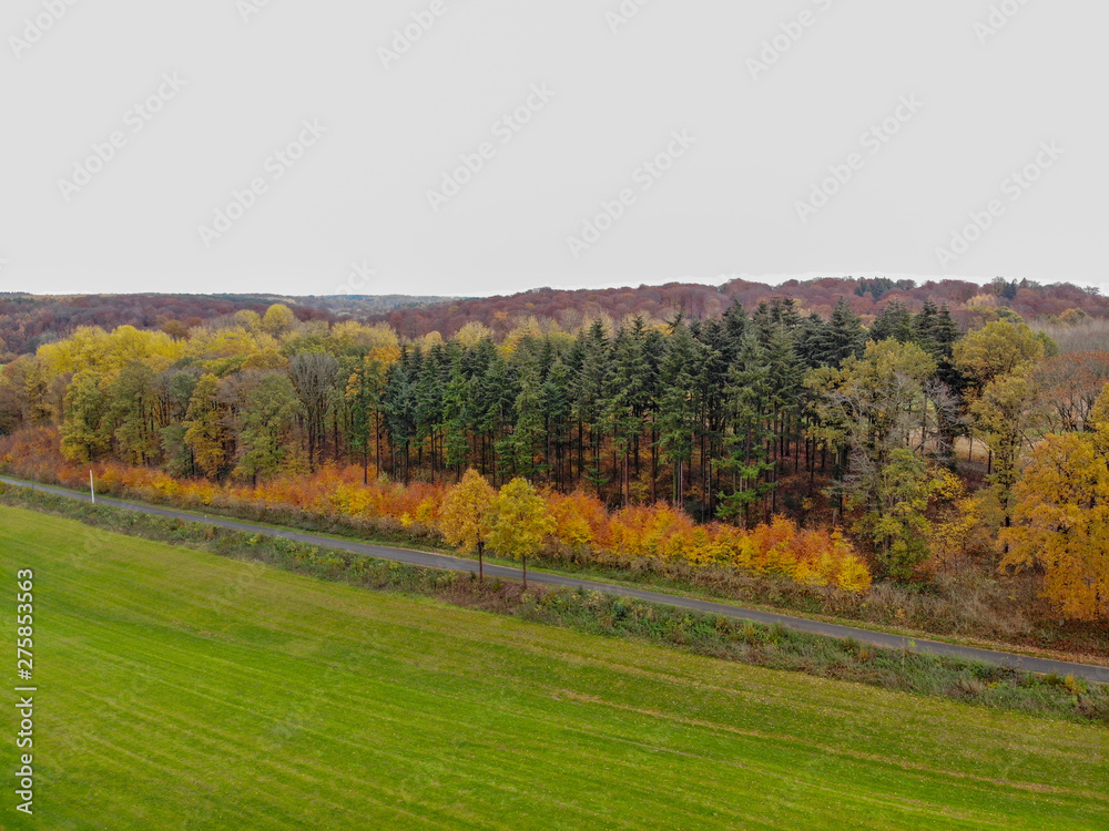 Naklejka premium Aerial view of forest with small road during autumn season and colors in the countryside of Walloon Brabant. Belgium