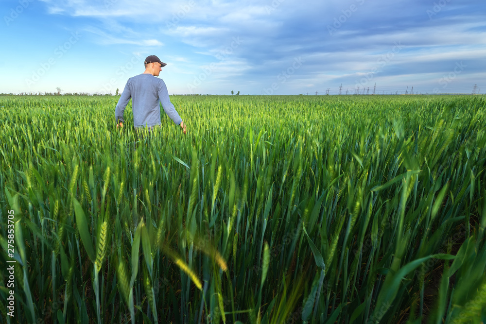people wheat field sunset / landscape spring field agriculture of Ukraine