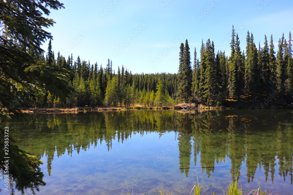 Fototapeta premium reflective lake in the forest