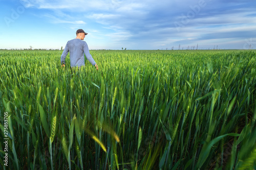 people wheat field sunset / landscape spring field agriculture of Ukraine