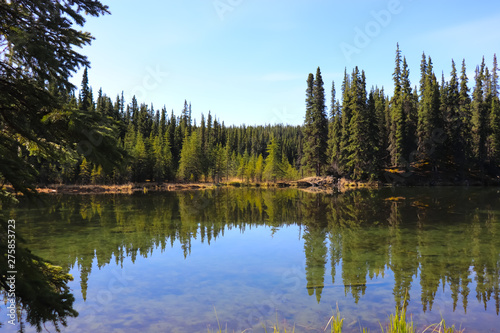 reflective lake in the forest