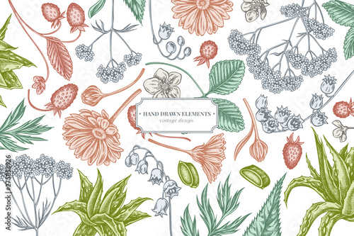 Floral design with pastel aloe, calendula, lily of the valley, nettle, strawberry, valerian
