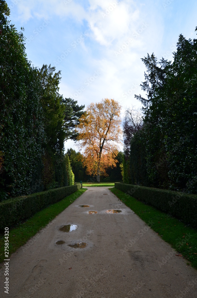 Fototapeta premium Alley after rain in the gardens of Versailles