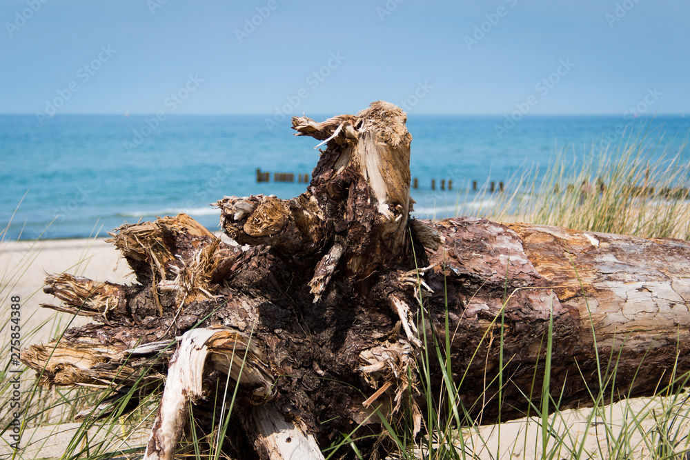 Dead tree in dune