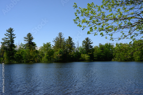 lake in the forest