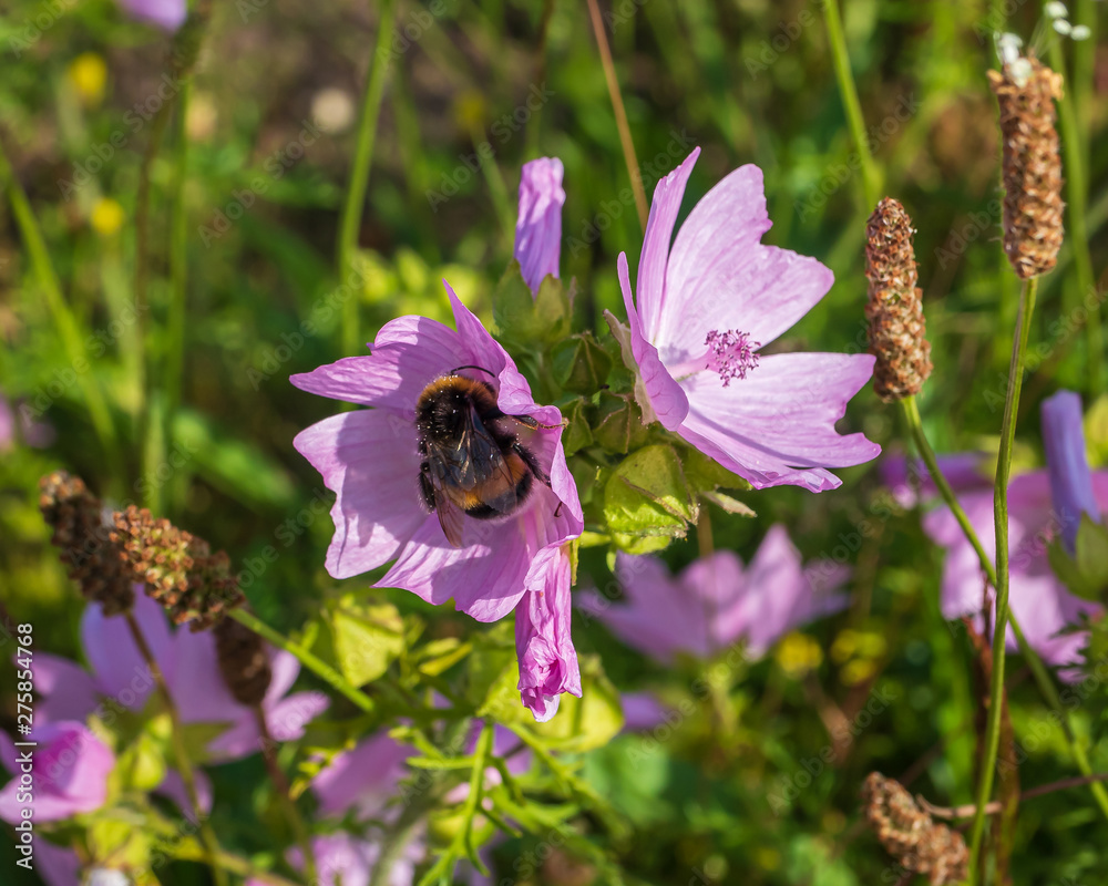 Fototapeta premium Helle Erdhummel auf Blüte SiegBmarswurz