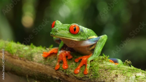 Red-eyed tree frog in its natural habitat in the Caribbean rainforest.  Wildlife endangered species. Awesome colorful frogs collection. Agalychnis callidryas, known as the red-eyed treefrog. photo