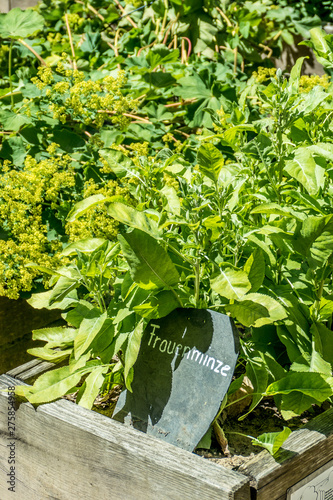 Heilkräuter anbauen im Kräutergarten photo