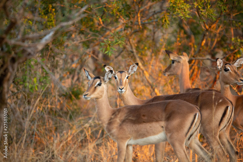 A herd of Impala the gorgeous glow of winters sunset