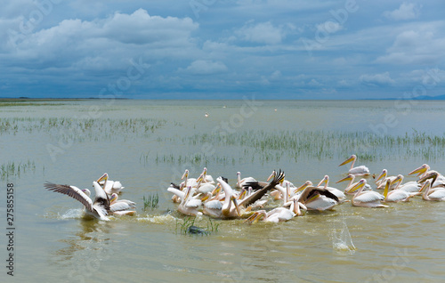 White pelican, Ziway Lake, Oromía, Etiopia, Africa photo