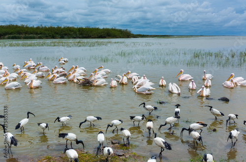 African sacred ibis, White pelican, Ziway Lake, Oromía, Etiopia, Africa photo