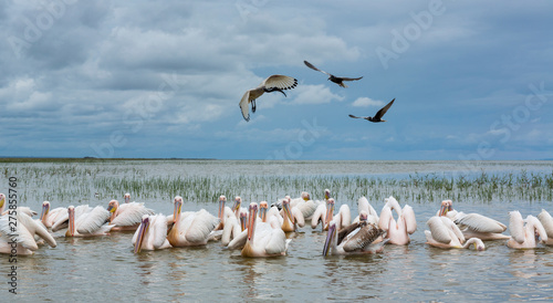 White pelican, Ziway Lake, Oromía, Etiopia, Africa