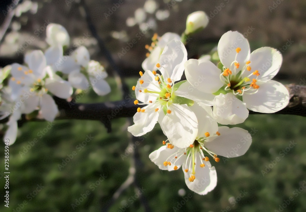 gros plan de fleurs blanches de prunus sur leur branche