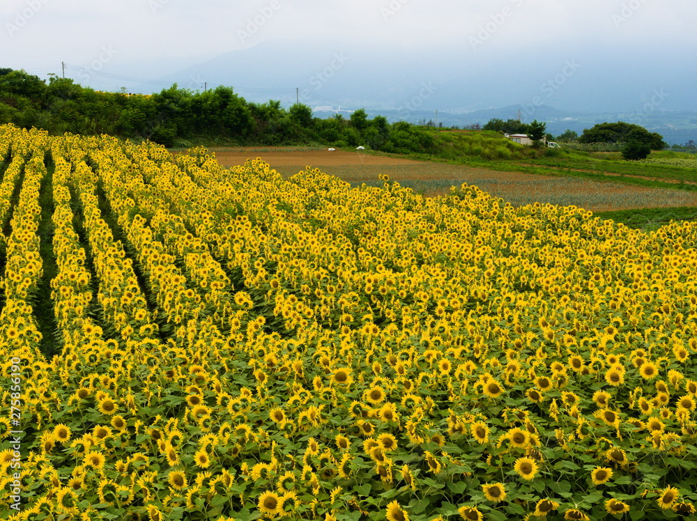 field of sunflowers