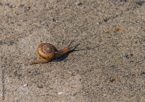 Small snail with a large shell