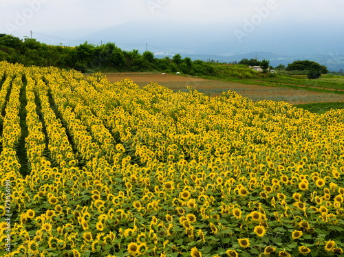Obraz na płótnie field of sunflowers w salonie