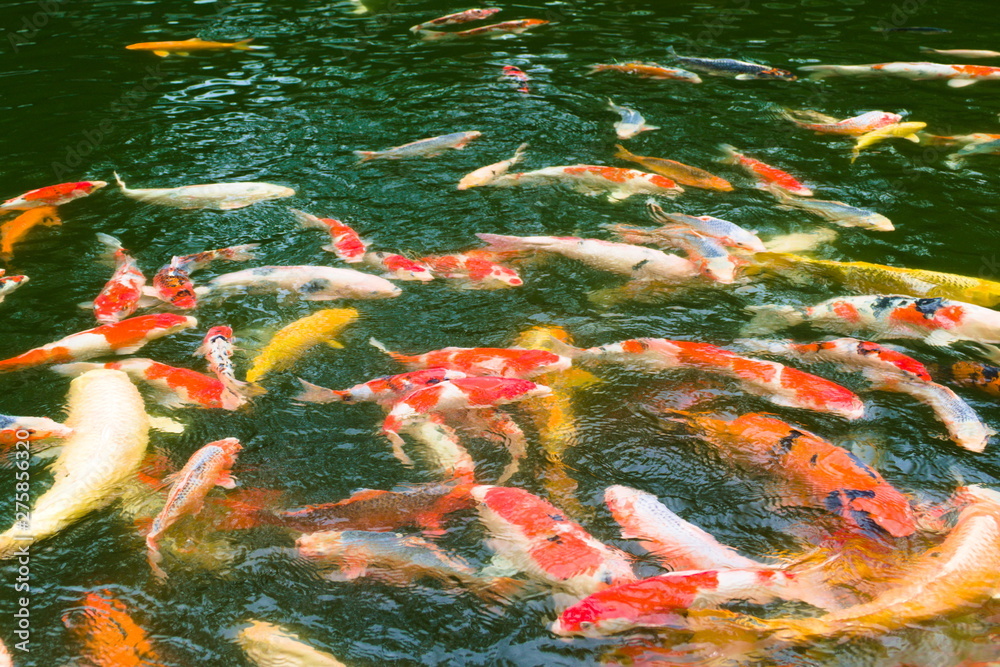 koi fish in pond