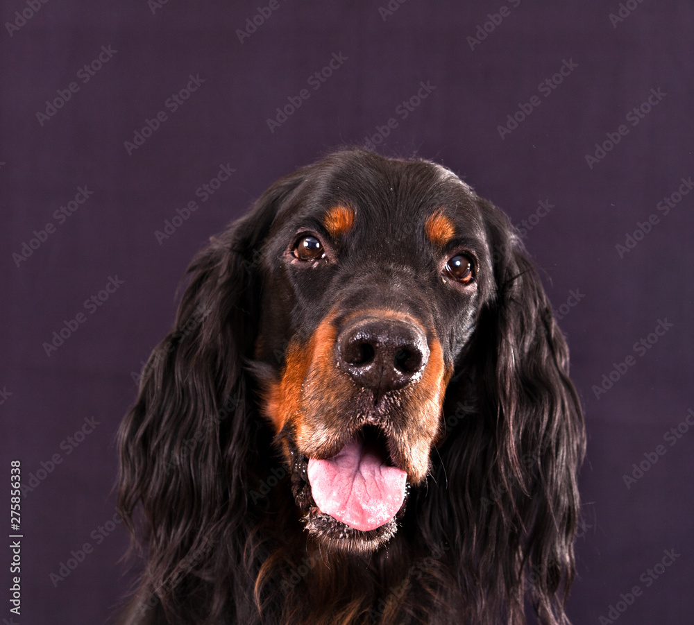 full-face portrait of a dog breed Gordon Setter on grey background