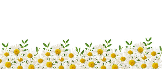 Daisy flowers and green grass in a border arrangement