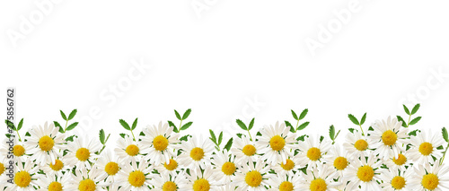 Daisy flowers and green gra...