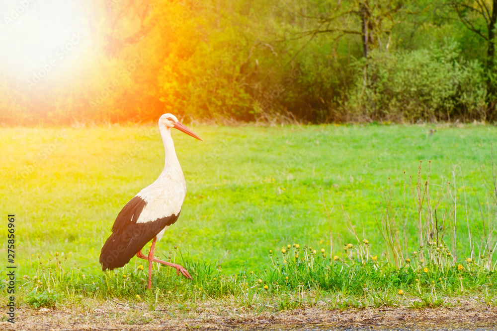 Fototapeta premium White stork Ciconia ciconia walking in the woods with glow