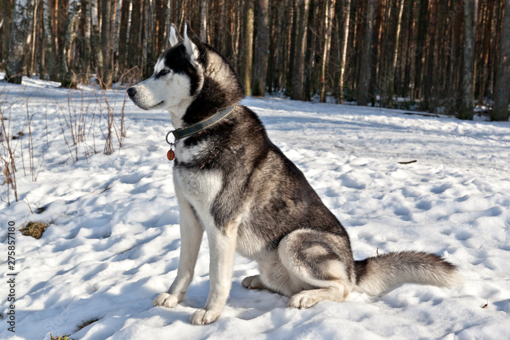 Dog breed Siberian Husky dog sitting in the snow on the forest background